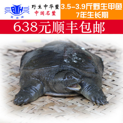 寶應湖中華鱉